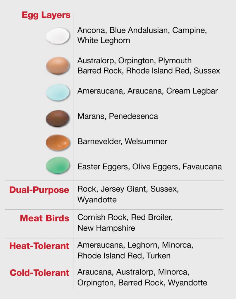 Colored Eggs